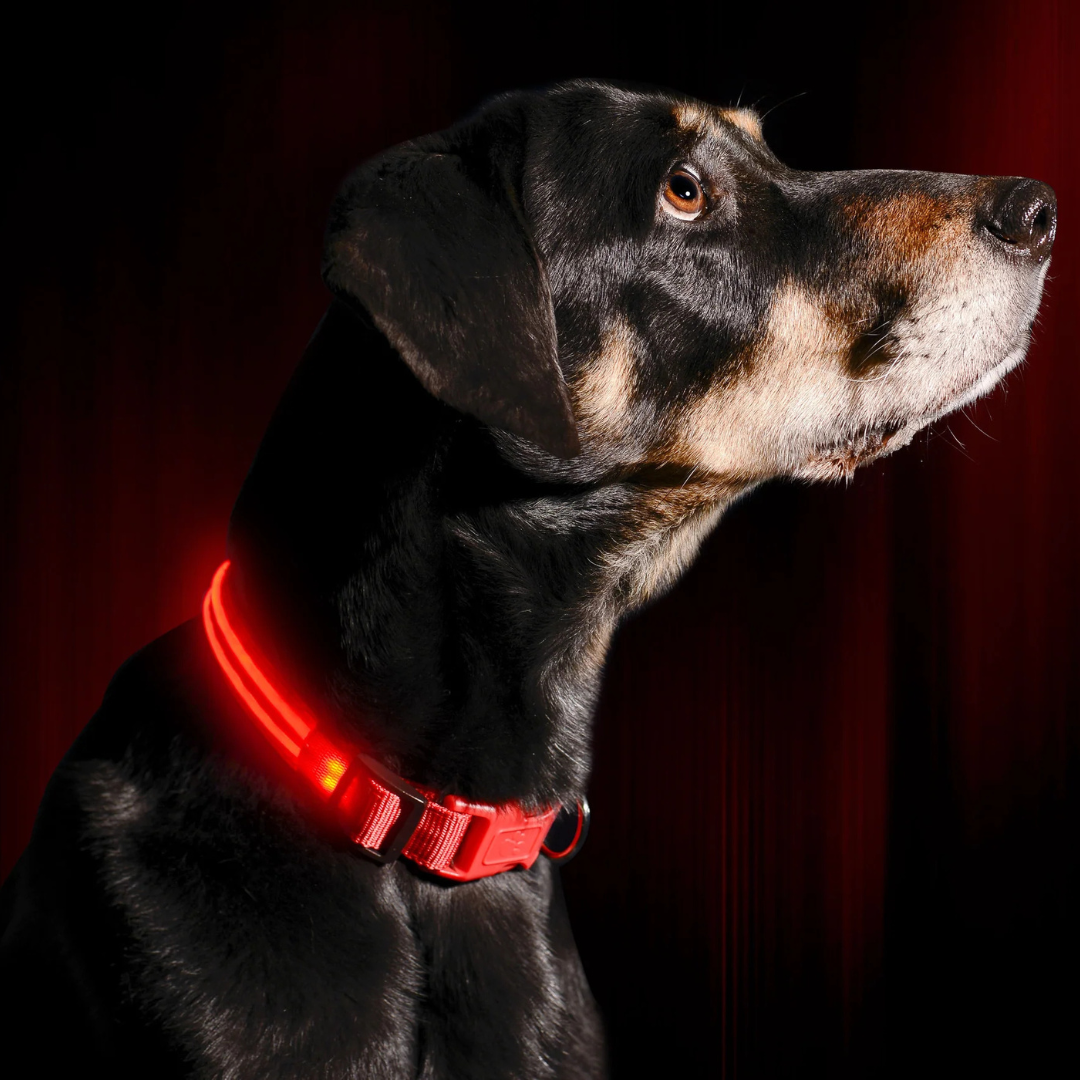 Ferdo LED Dog Collar