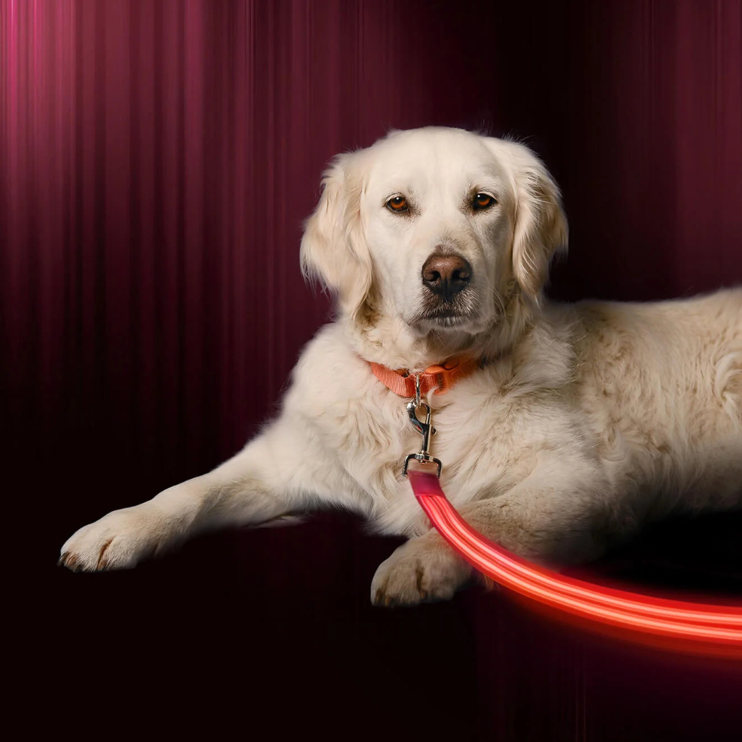 Ferdo LED Dog Collar