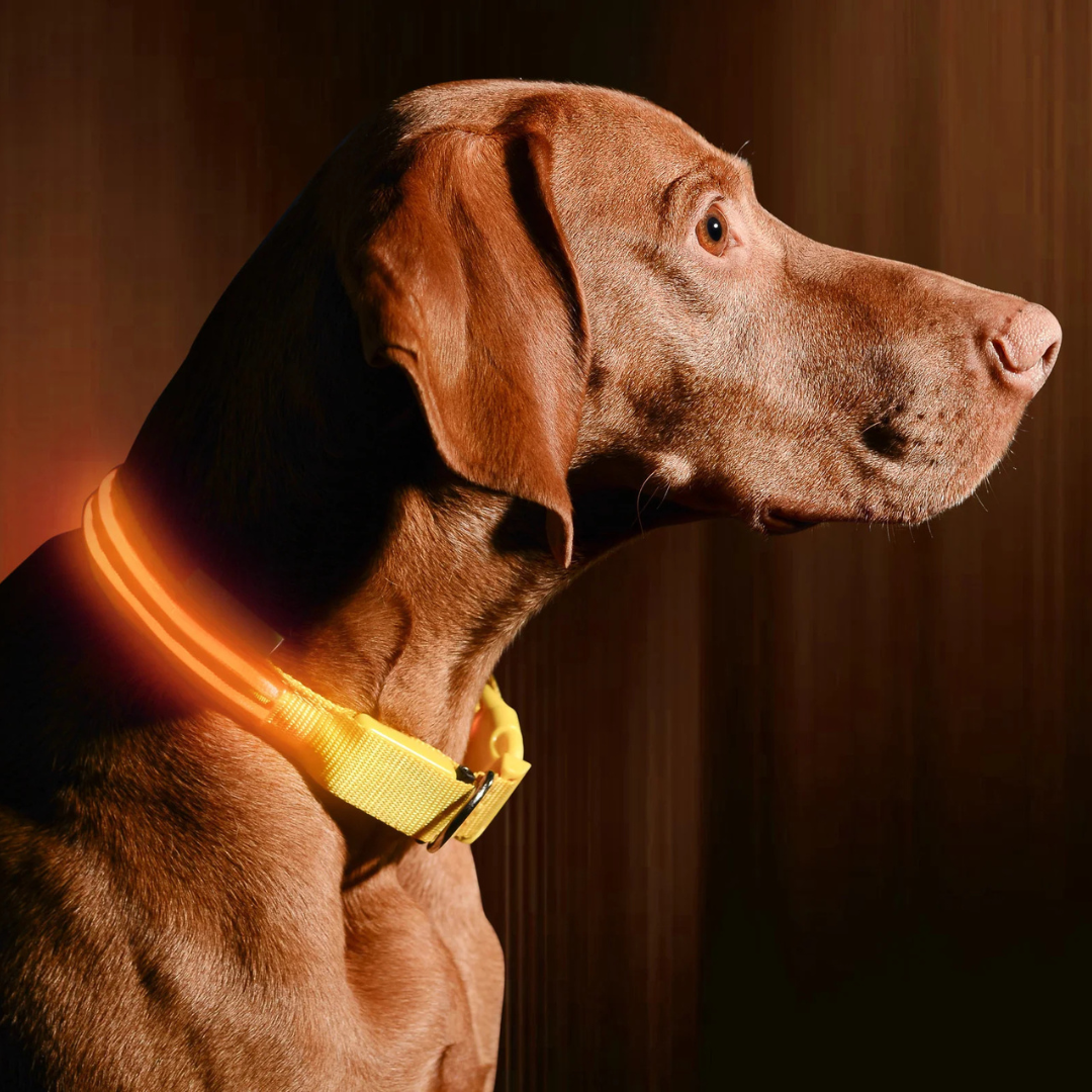 Ferdo LED Dog Collar