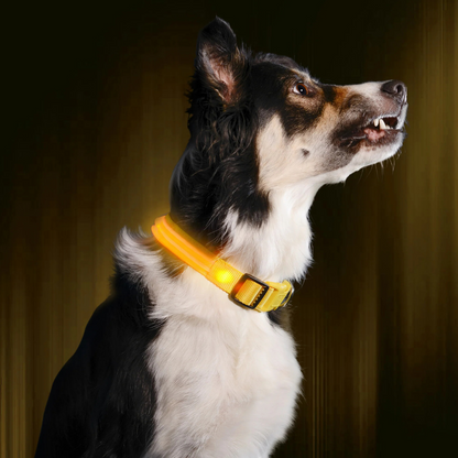 Ferdo LED Dog Collar