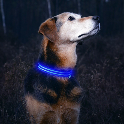 Ferdo LED Dog Collar